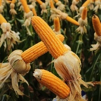 Vai faltar milho no mundo ainda em 2026 e cereal deverá valer mais no próximo ano