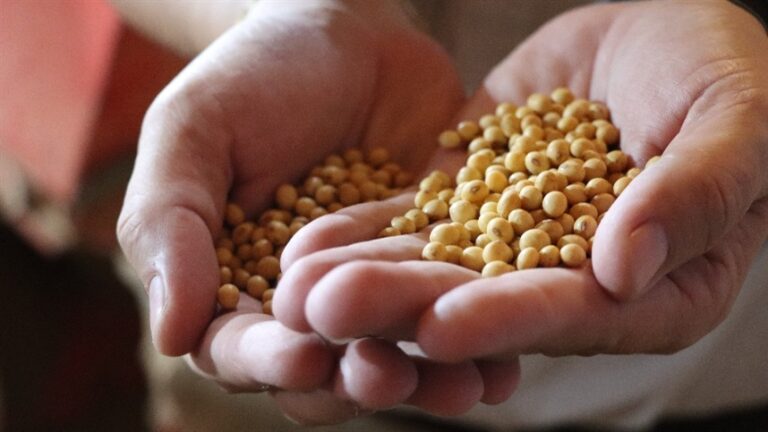 Soja mato-grossense segue mais barata que em Chicago