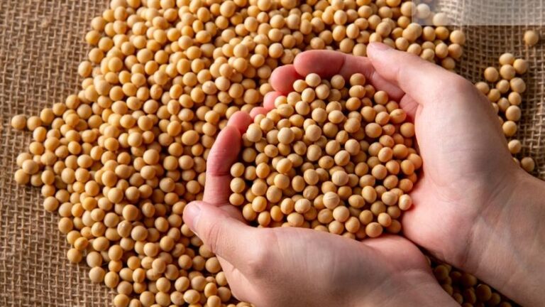 Mercado da soja reage a clima na Argentina