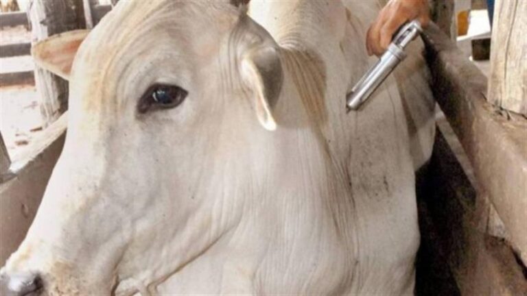 Brasil se livra da aftosa sem vacinação