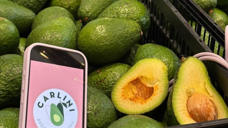 Brasil realiza primeira exportação de abacate para o Chile