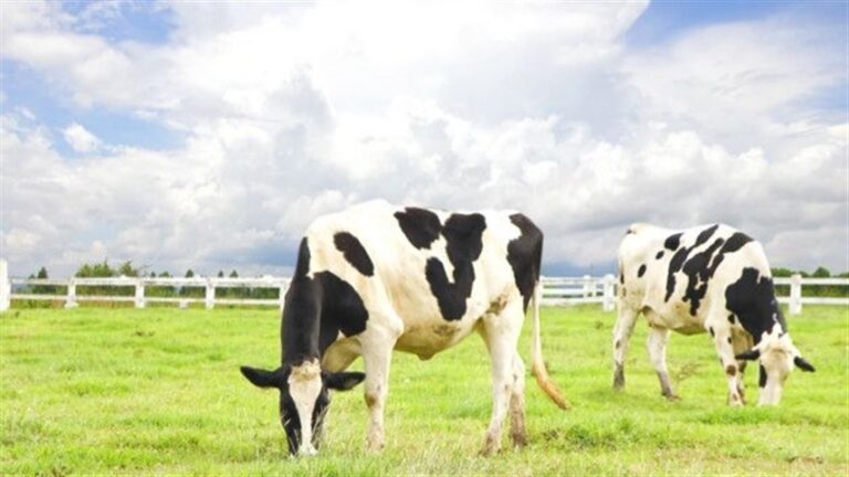 Qualidade do leite depende do solo
