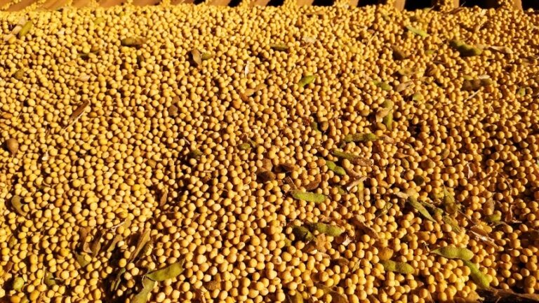 Brasil já vendeu 60% da safra de soja 24/25