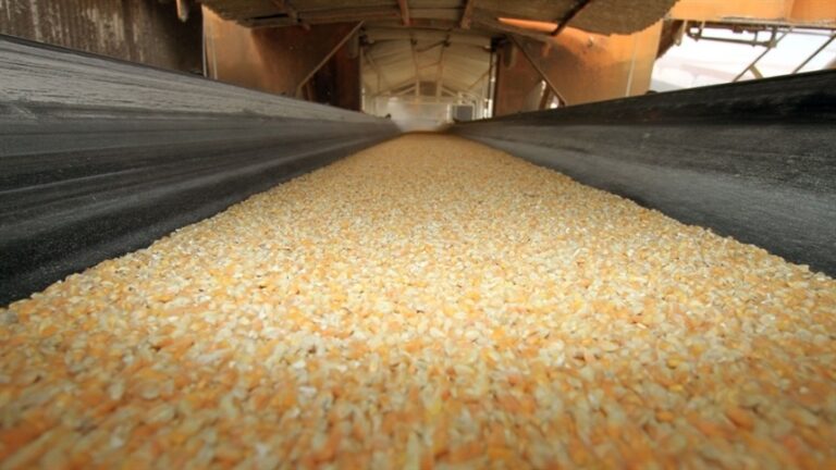 Milho sobe na B3: Confira