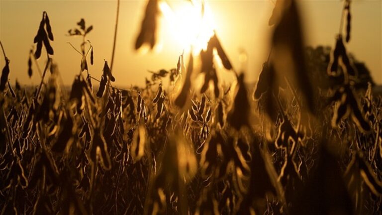 Vazio sanitário da soja começa neste domingo em São Paulo