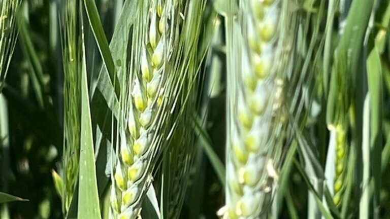 Mercado abre misto: trigo em alta, soja em queda