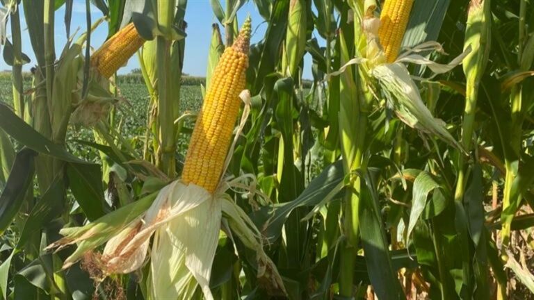 Colheita de milho silagem depende do clima