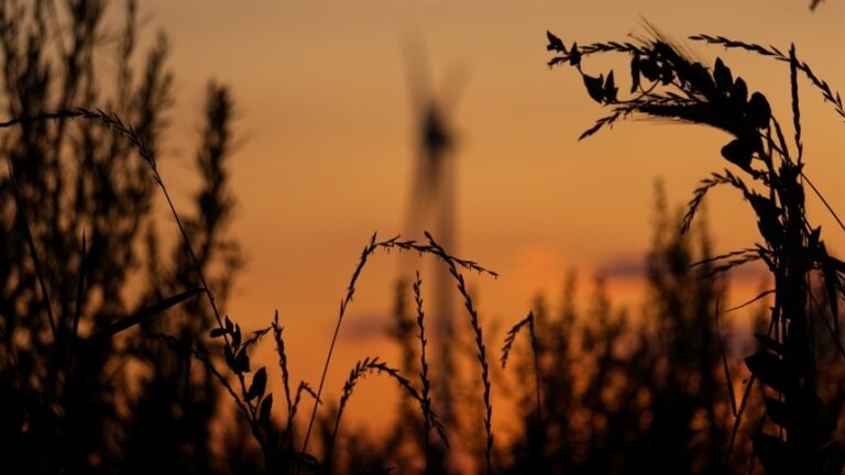 Clima favorece trigo e cevada no sul da Europa