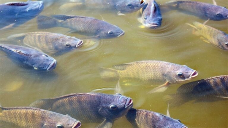 Exportações de tilápia disparam