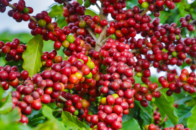 Vendas da safra 2026/27 de café alcançam 12% da produção esperada