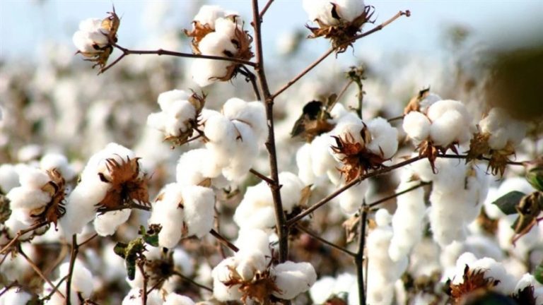 Projeção de safra de algodão sofre ajuste