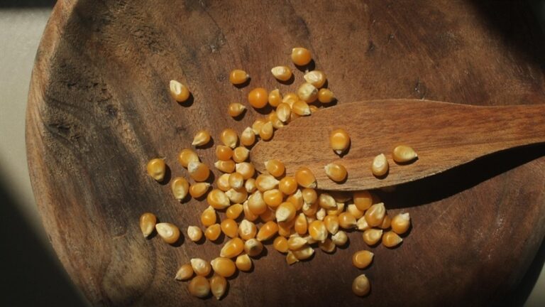 Milho americano avança no mercado global