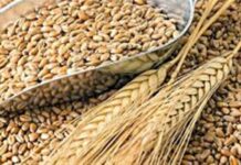 Preços do trigo sobem no Brasil com oferta restrita e demanda firme