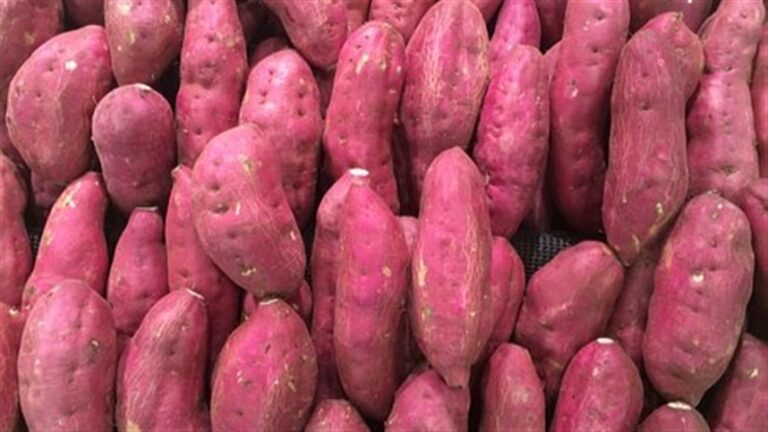 Embrapa apresenta nova cultivar de batata-doce na Expoagro Afubra 2026