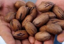 Revista internacional promove avanços sul-americanos em ciência e tecnologia da noz-pecã