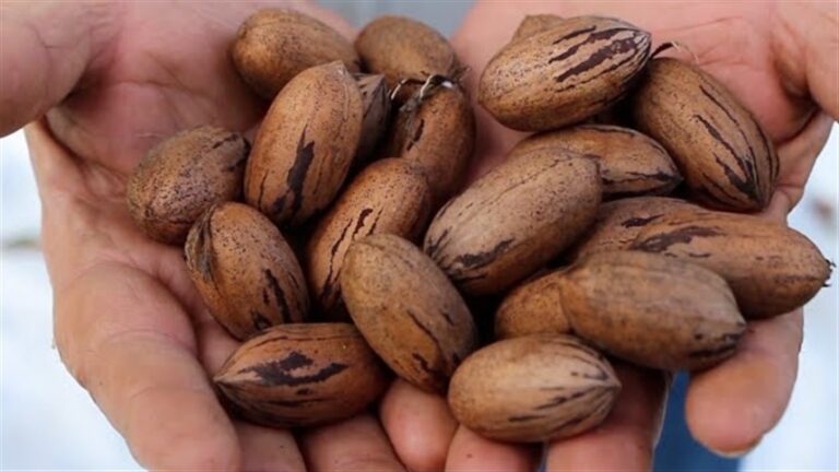 Revista internacional promove avanços sul-americanos em ciência e tecnologia da noz-pecã