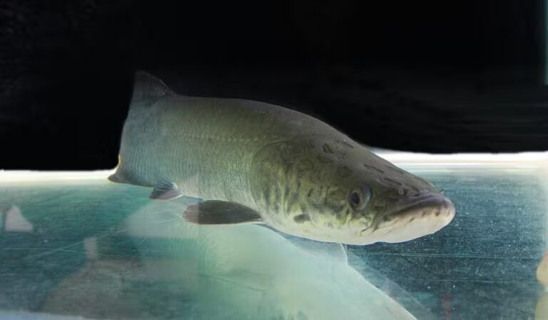 Por que o pirarucu foi classificado como espécie invasora? Entenda