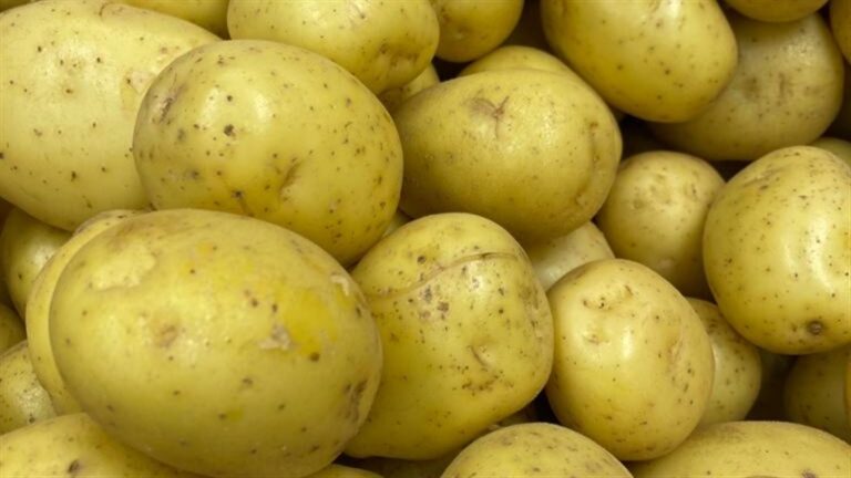 Tecnologia promete mudar padrão de qualidade da batata