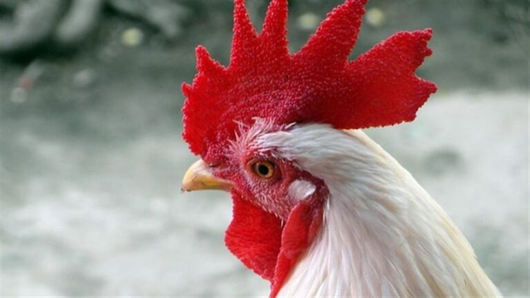 Paraná reforça combate à gripe aviária no litoral