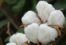 Algodão brasileiro tem preços firmes com tradings pagando mais pela pluma