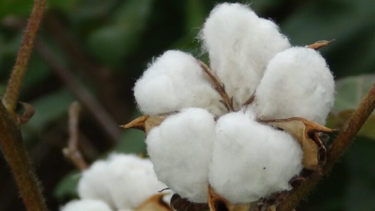 Algodão brasileiro tem preços firmes com tradings pagando mais pela pluma