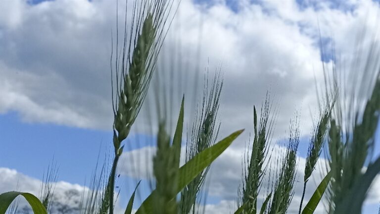 Escassez de qualidade faz preço do trigo subir