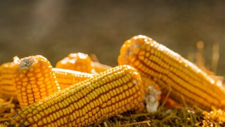 Virada no milho agita negócios e chama atenção