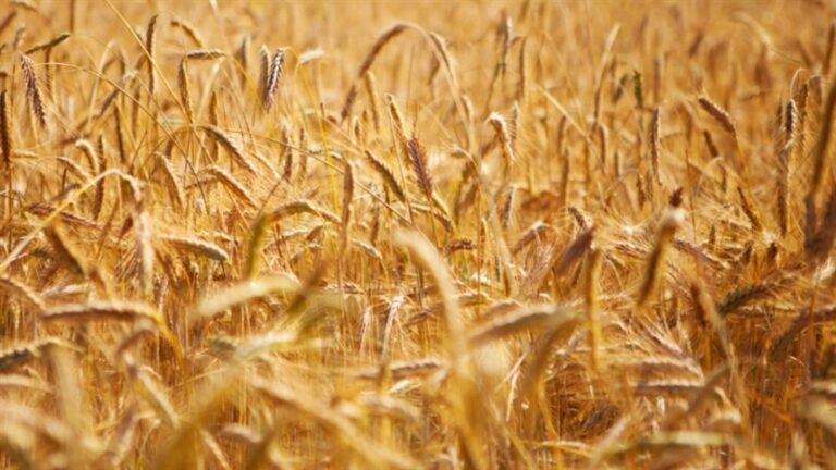 Trigo reage no mercado interno com apoio do dólar e do cenário externo