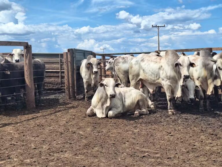 Preço do boi gordo começa a semana com estabilidade