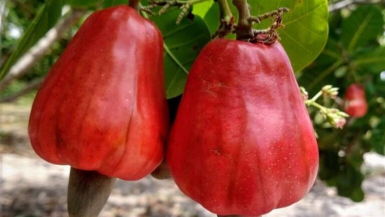 Novo clone BRS 805 de cajueiro tem oferta contínua de mudas