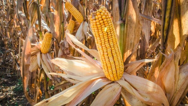 Leilão de frete contratará transporte de 6,48 mil toneladas de milho destinadas ao ProVB