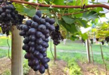 Mercado interno vira ‘escudo’ contra choques na venda de uva