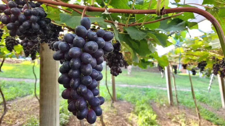 Mercado interno vira ‘escudo’ contra choques na venda de uva